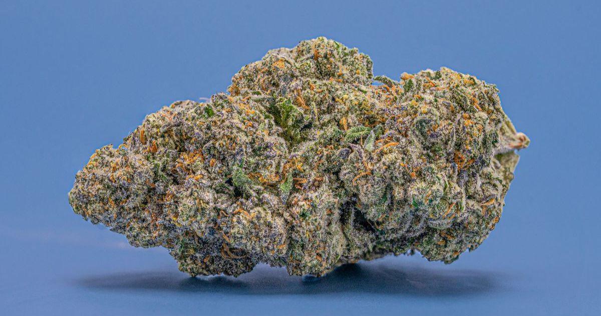 Bluscotti - THC Design