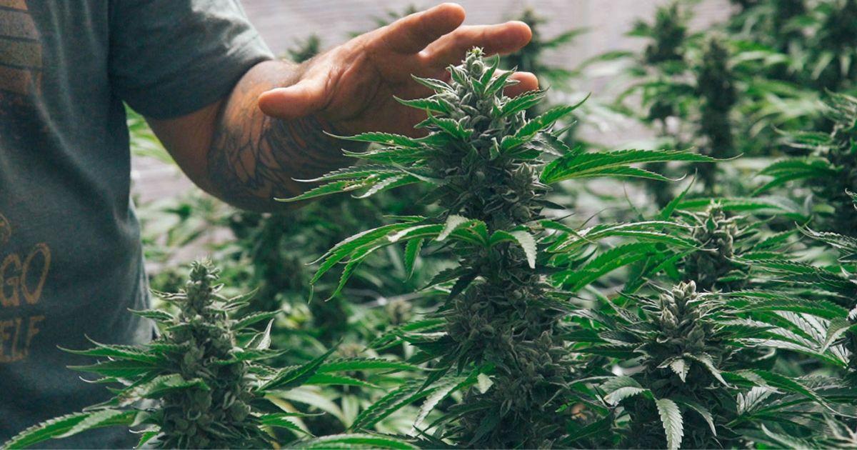 Indica Growing Characteristics