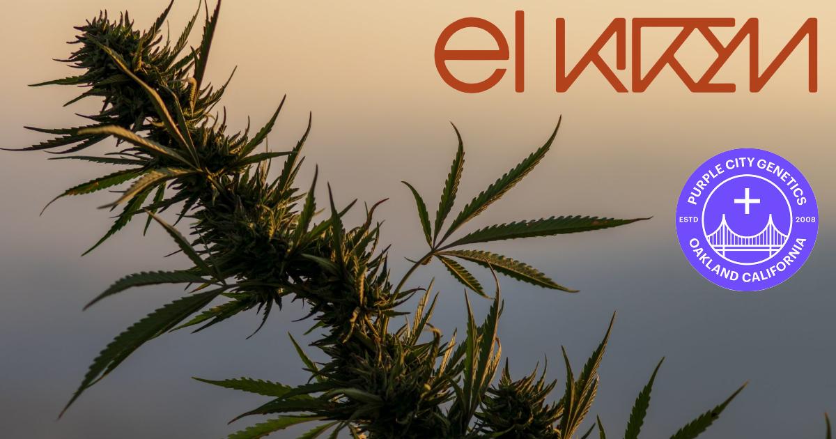El Krem x Purple City Genetics