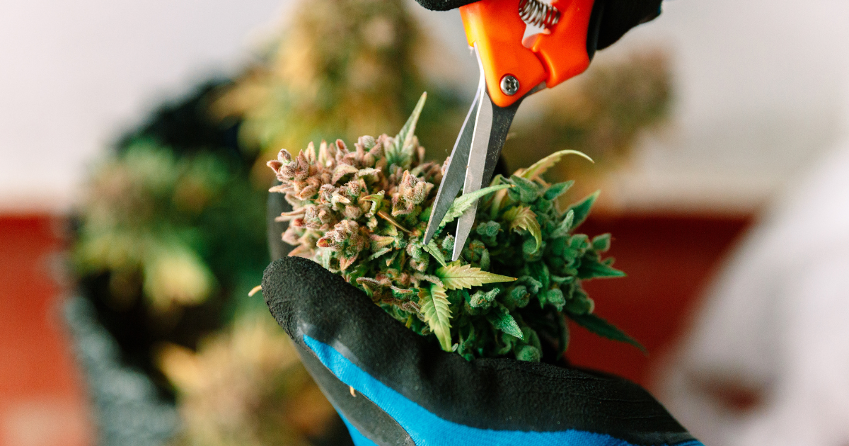 Trimming