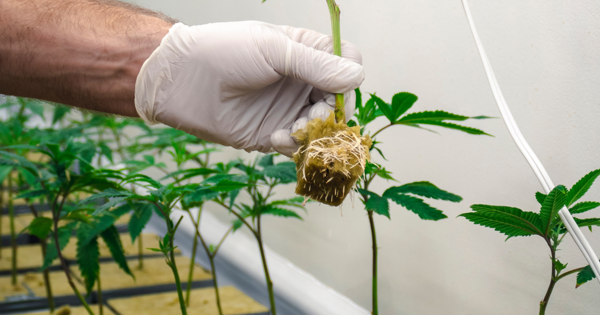 Hydroponic System
