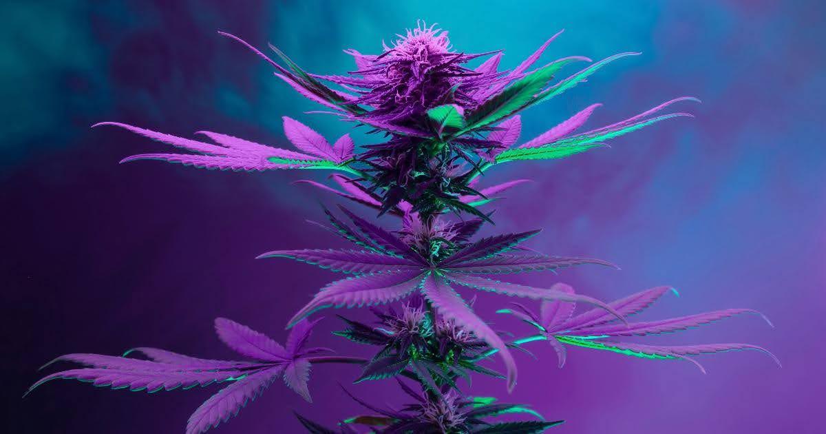 Craft Cannabis