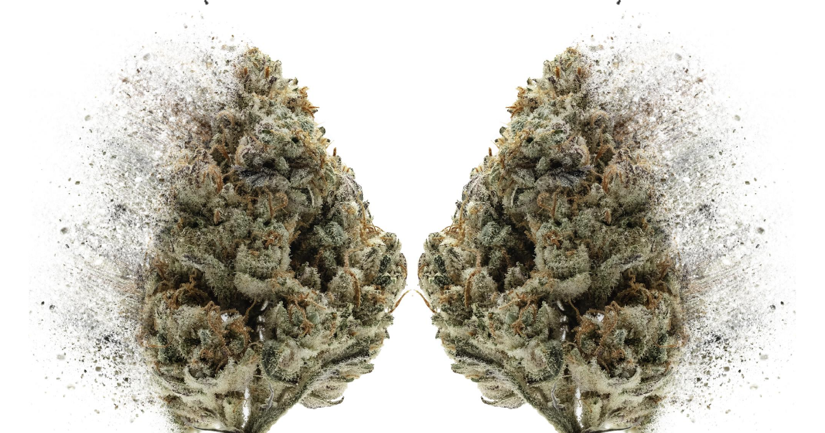 What Are Terpenes?