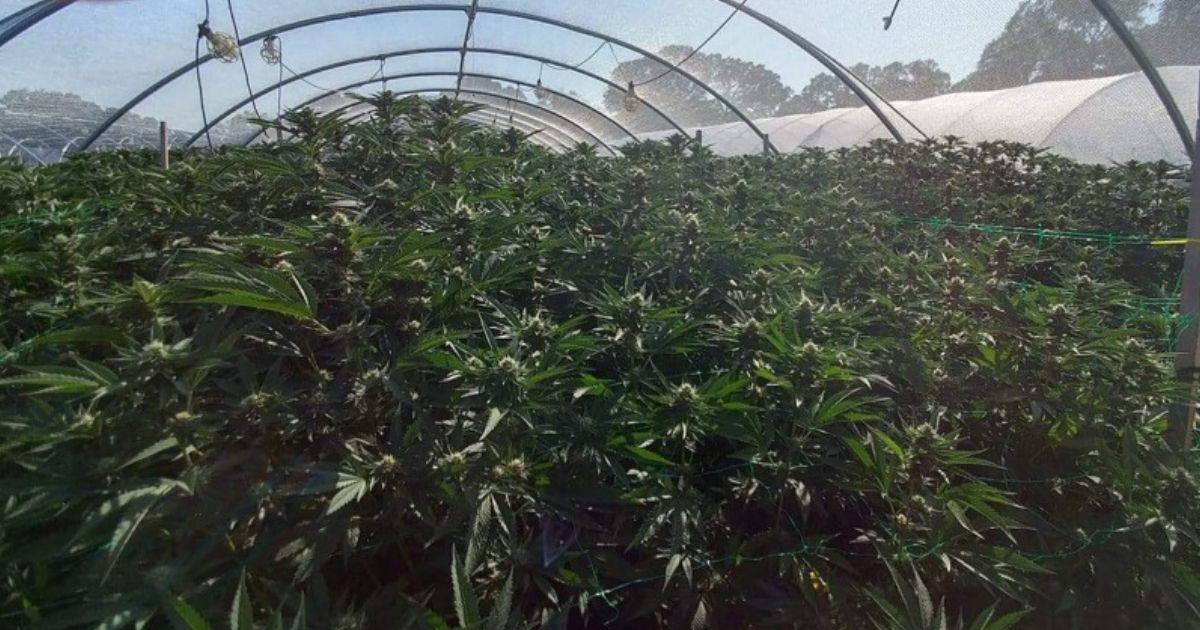 Fall Harvest Extraction For Concentrates and Vapes