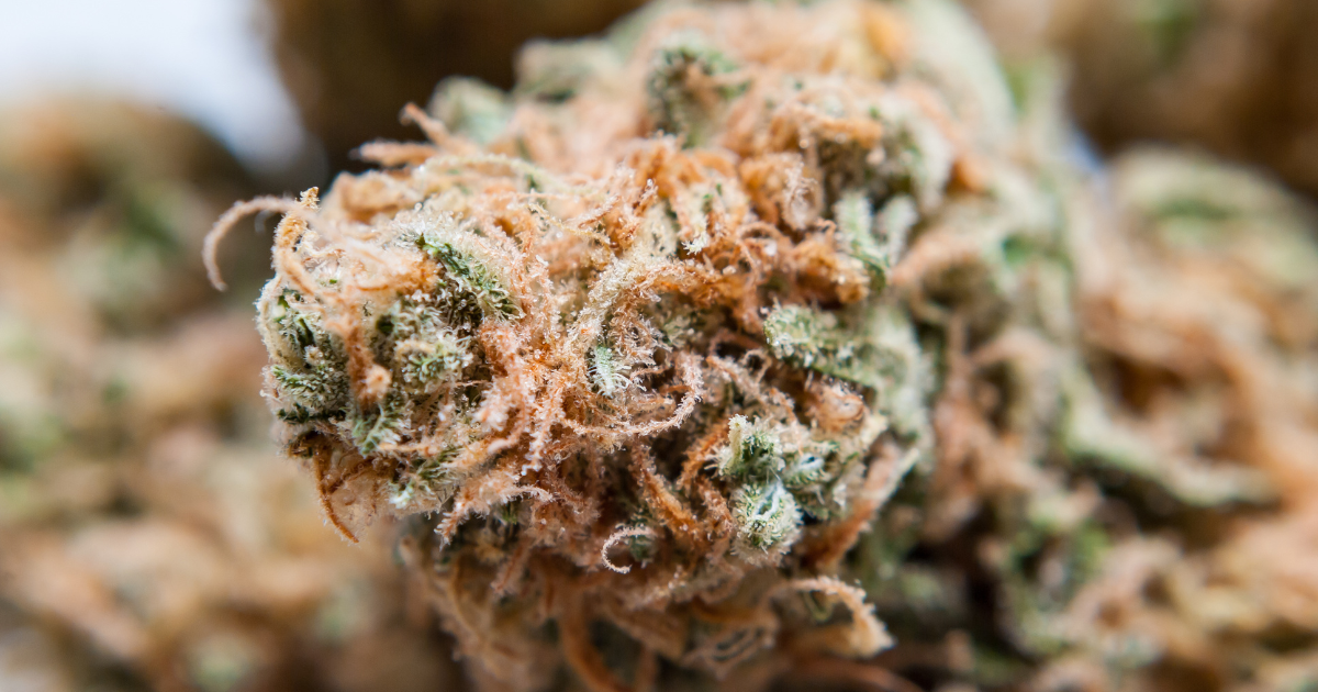 Afghani
