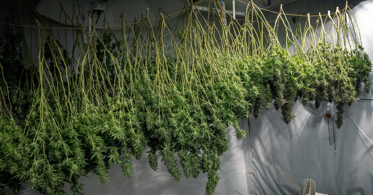 Harvesting your Plants