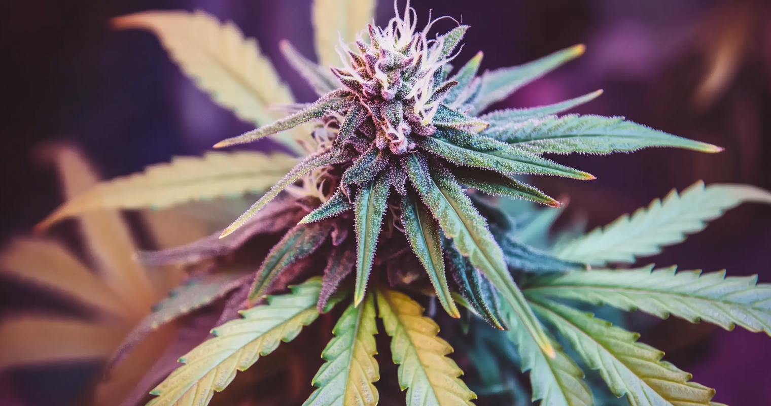 Mastering Cannabis Lingo: Your Guide to Industry Terms