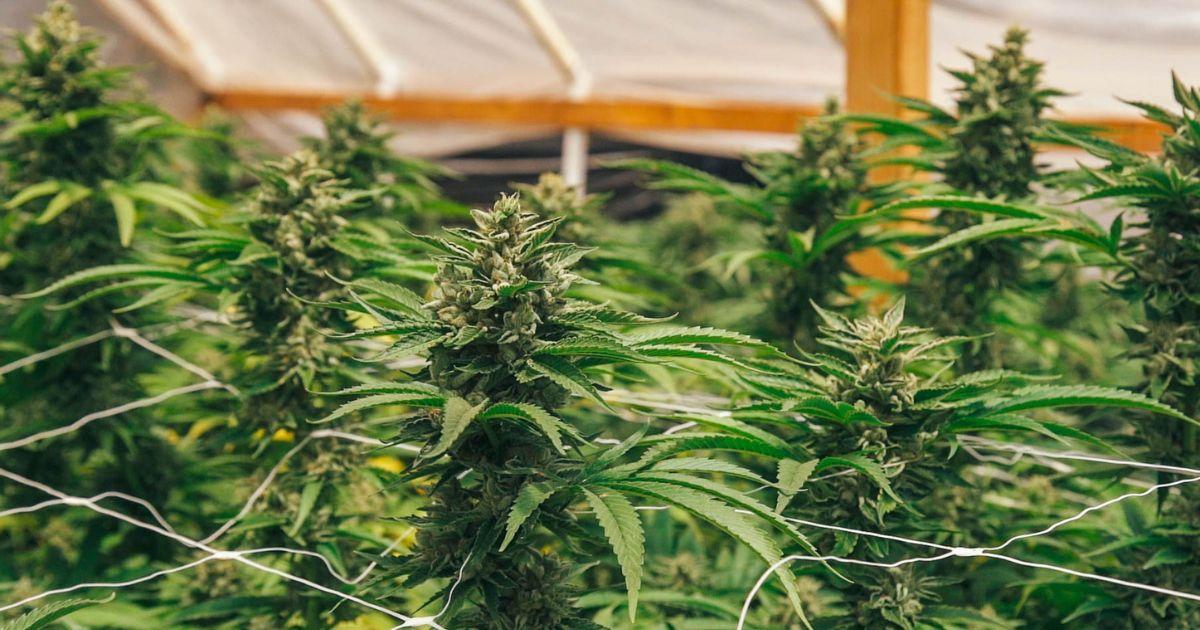 Sativa Harvest