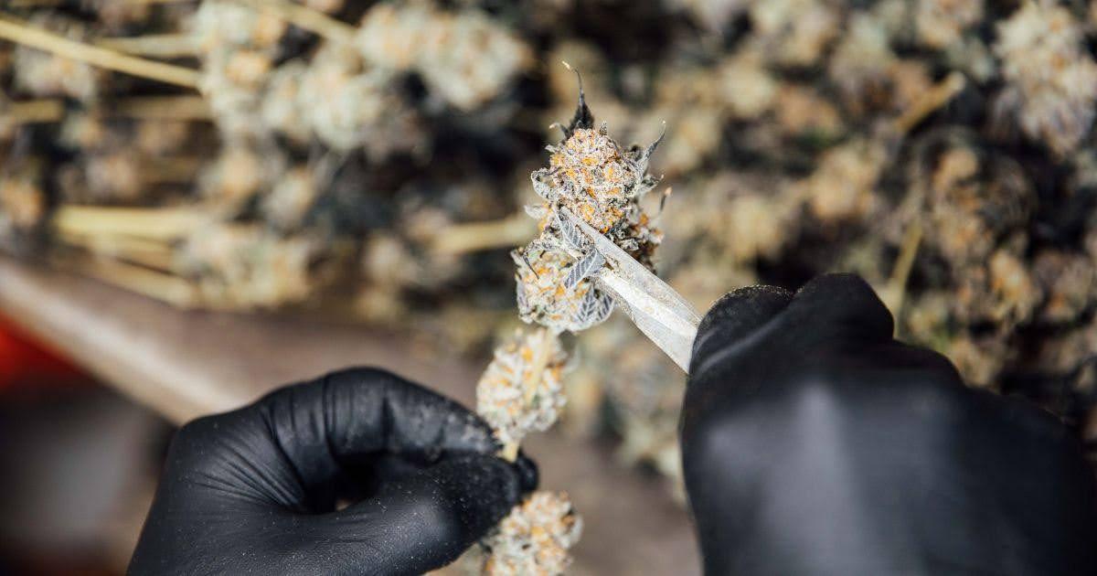 At the Forefront of Pheno Hunting Innovation