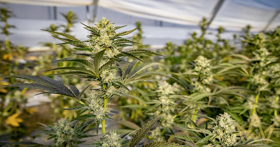Cannabis plants growing indoors under bright lights in a greenhouse.