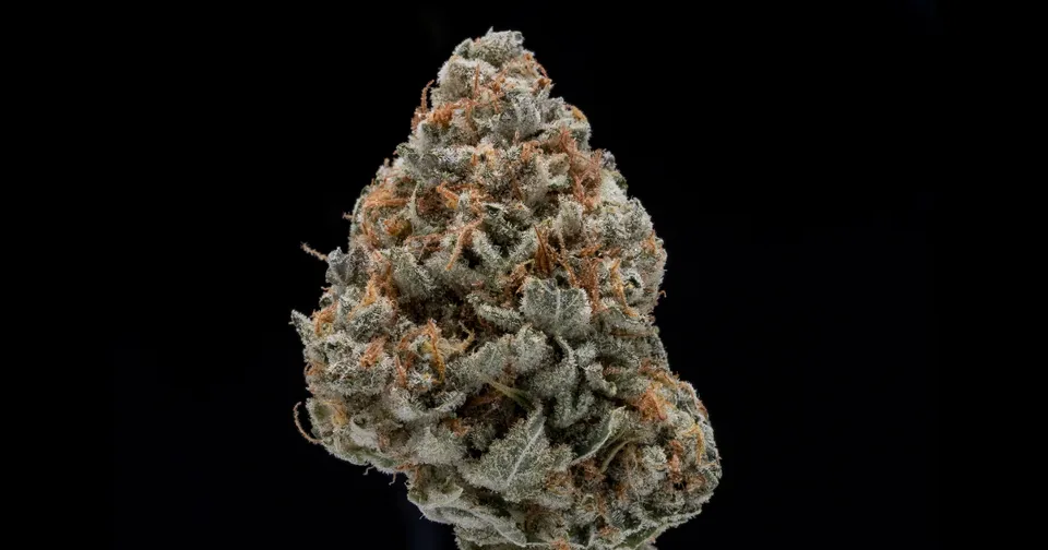 Close-up of a frosty cannabis bud with orange hairs on a black background