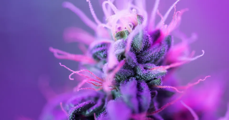 Cannabis Explained: What is CBN? (Cannabinol) — featured image