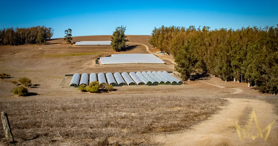 Dry rural farm field with rows of white row covers, dirt paths, and trees under a clear blue sky