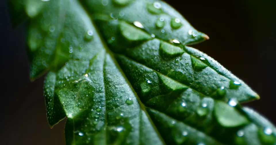 Close-up of a green leaf with water droplets against a dark background