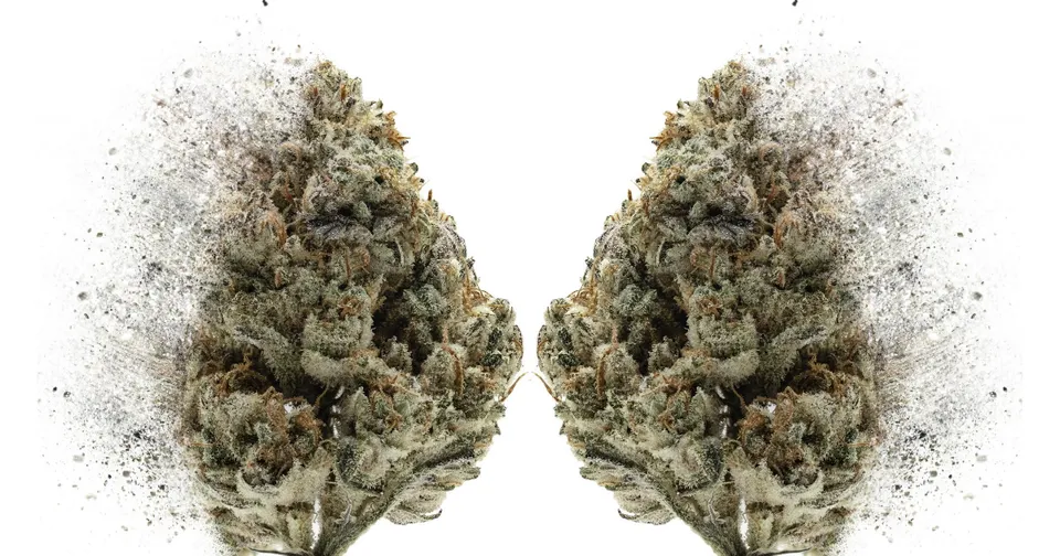 Two dense green cannabis buds on a white background