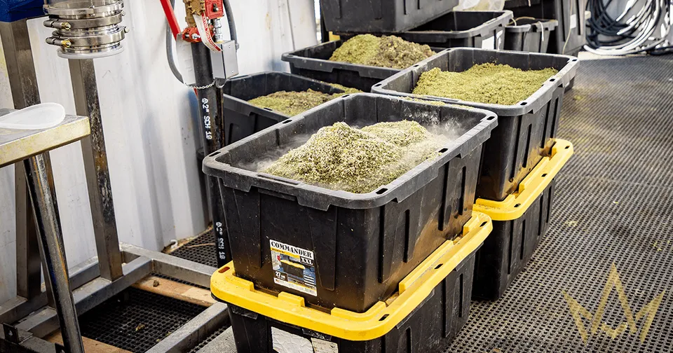 Black bins of cut green produce on yellow carts in an industrial processing area