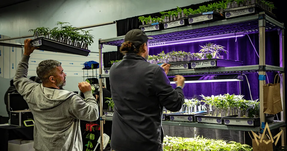 Two people inspecting indoor hydroponic plant shelves lit by purple grow lights