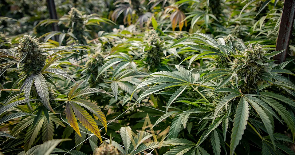 Cannacraft: Farmer and the Felon Harvest Review 2021 — featured image