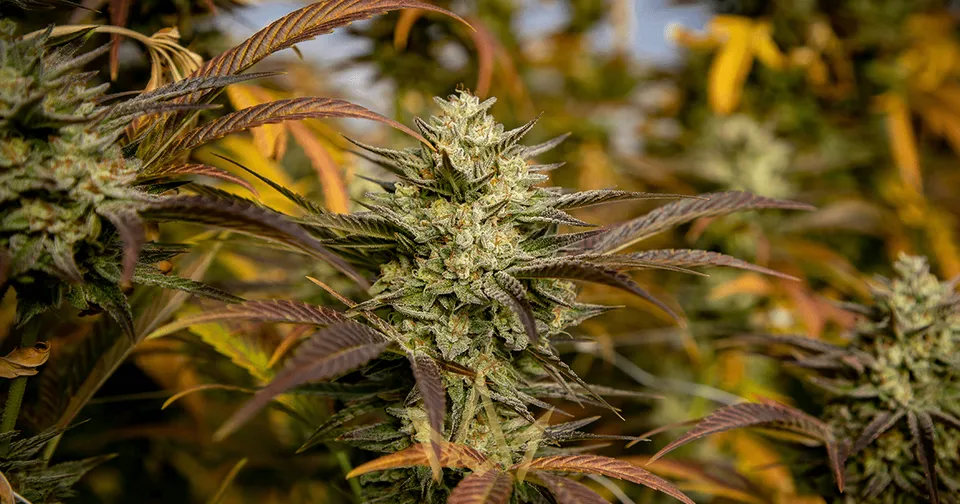Croptober Harvest at Cannacraft Farms — featured image