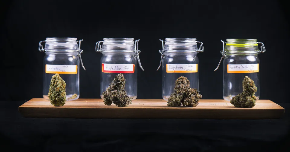 Four cannabis buds in glass jars on a wooden shelf against a black background