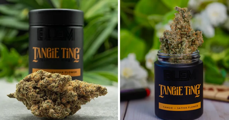 Two cannabis jars labeled Tangie Ting, one with buds beside it and one stacked with buds on top.