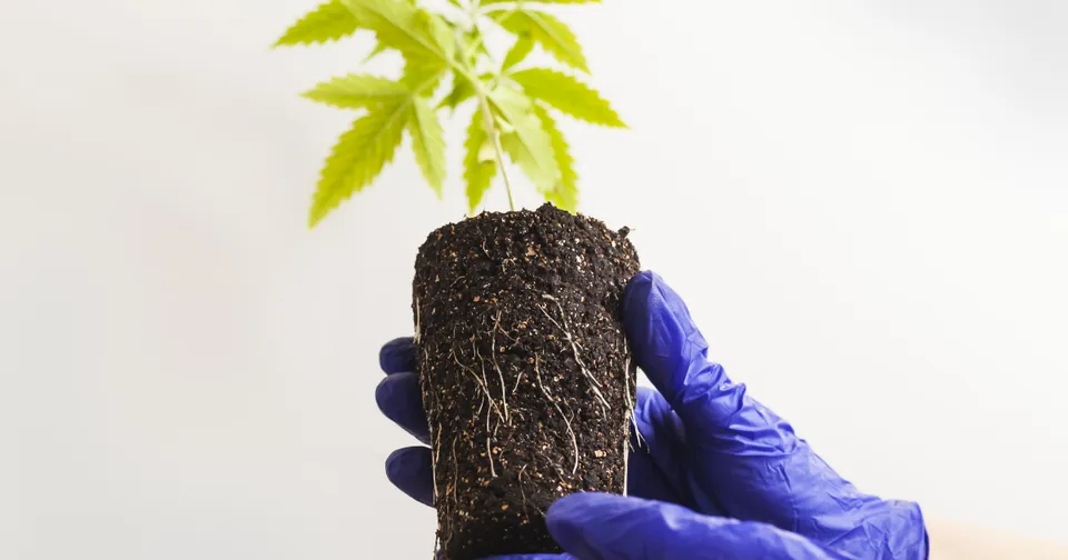 Blue-gloved hands hold a potted seedling with bright green leaves against a white background