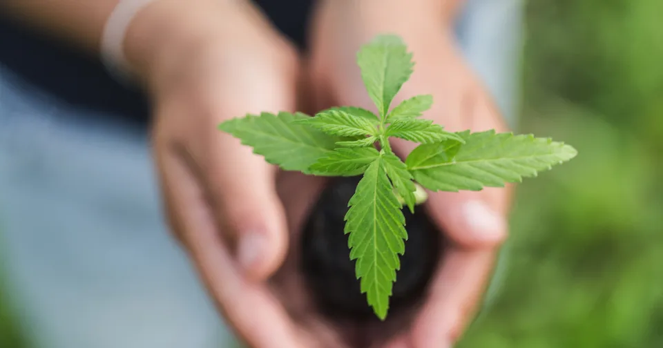 Exclusive Seedlings from Purple City Genetics — featured image