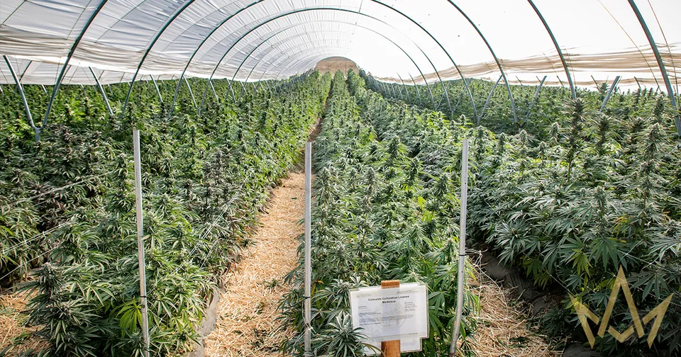 Rows of green crops growing in a covered greenhouse, with a central walkway and support poles.