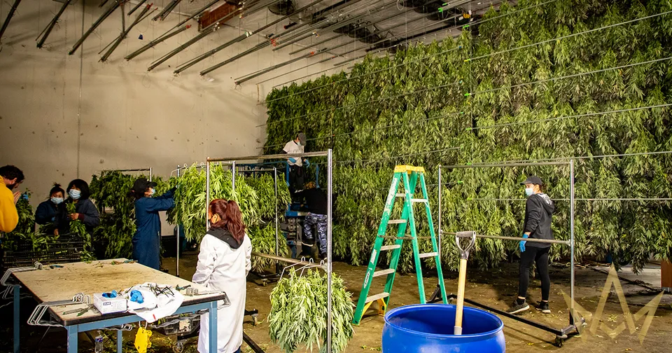 People tending a dense green plant wall inside a greenhouse, with ladders, tools, and work tables.