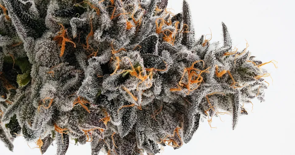 Close-up of a frosty cannabis bud with orange hairs on a white background
