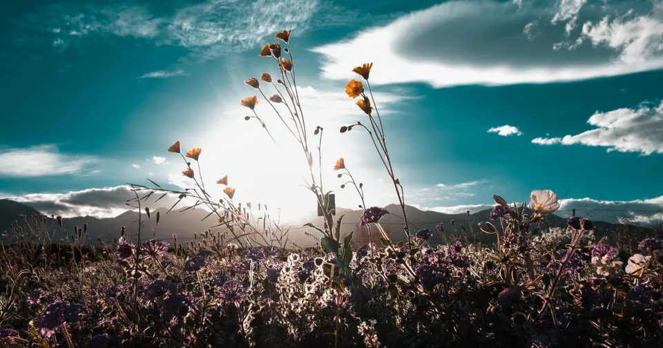 Wildflowers silhouetted against a bright sunrise over mountains and a cloudy sky