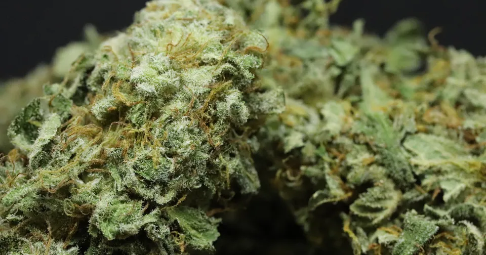 Close-up of cannabis buds with green leaves and orange hairs