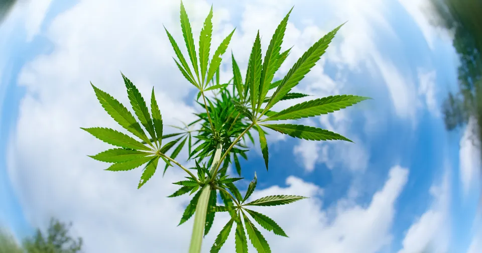 Green cannabis leaves against a bright blue sky with clouds