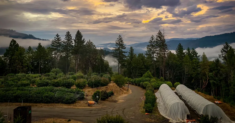 Sunset over a forest farm with garden rows, trees, and covered greenhouses beneath dramatic clouds