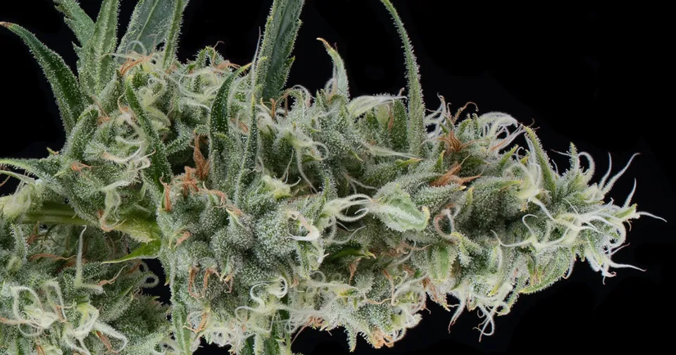 Close-up of a cannabis bud with green leaves and orange hairs on a black background