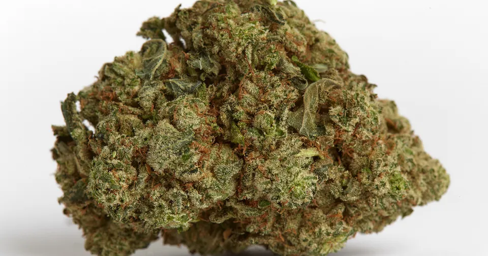 Close-up of a green and brown cannabis bud on a white background