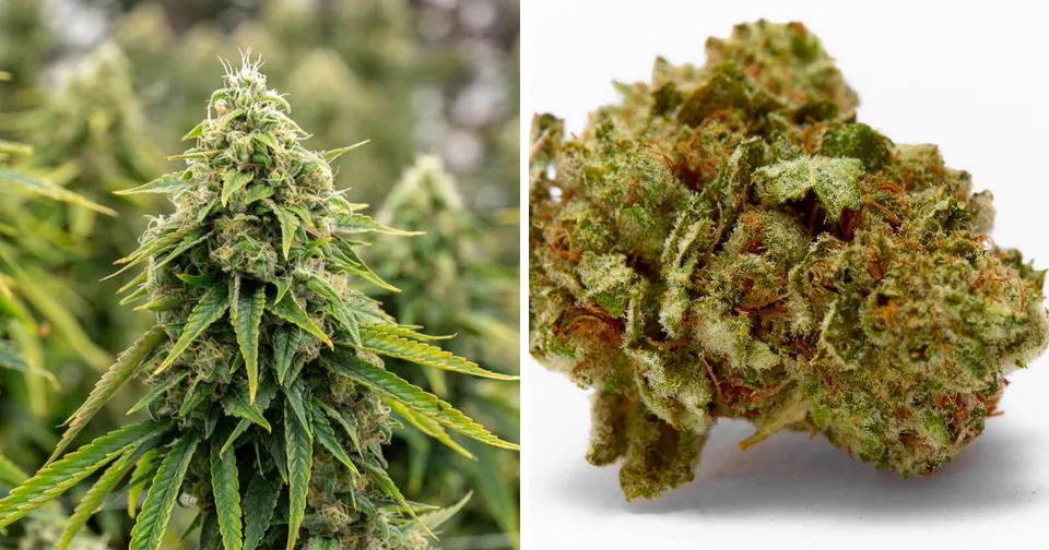 Two cannabis buds side by side: a green leafy bud and a dense orange-brown nug on white background