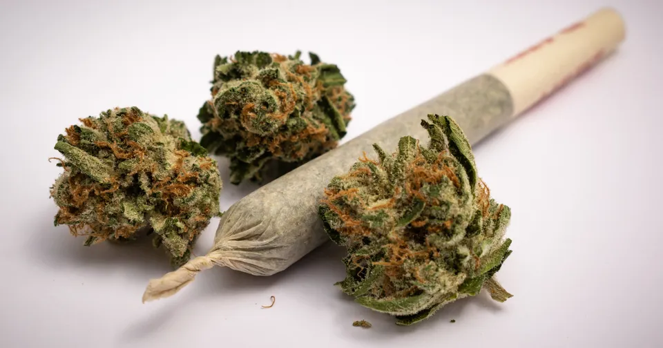 Three cannabis buds beside a rolled joint on a white background