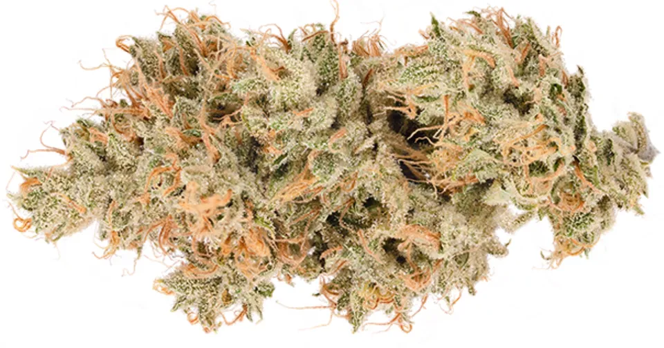 Close-up of a cannabis bud with light green leaves and orange hairs on a white background