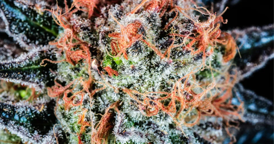 ZaZa Weed — featured image
