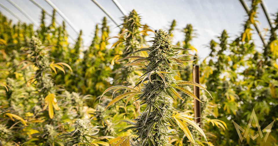 Rows of flowering cannabis plants growing in a greenhouse under warm light