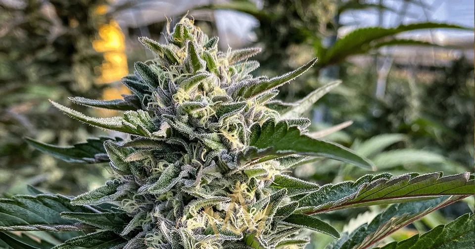 Cannacraft : A Look at the Fresh Frozen Harvesting Method — featured image