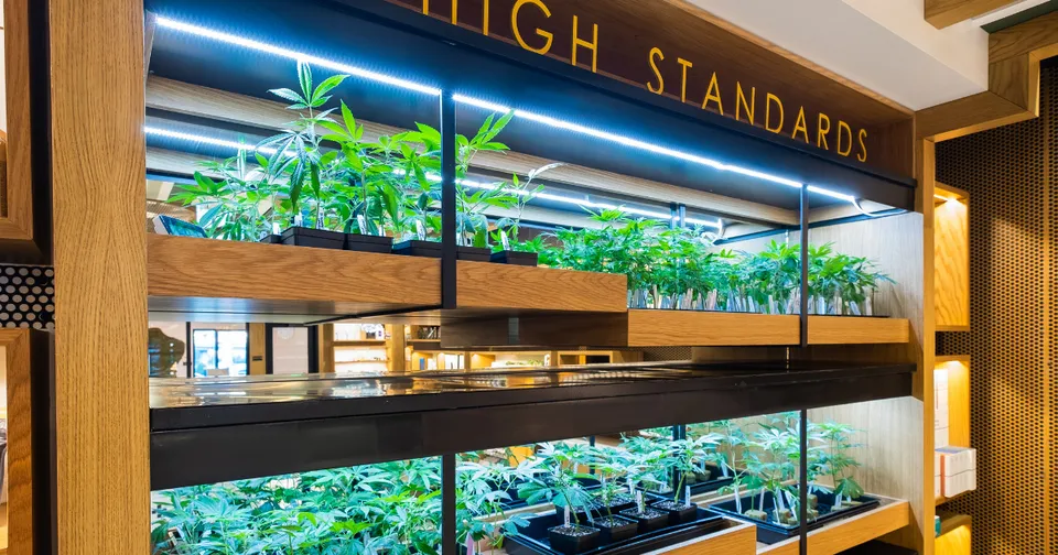 Indoor plant display with tiered shelves of lush green plants under warm lighting and “HIGH STANDARDS” sign