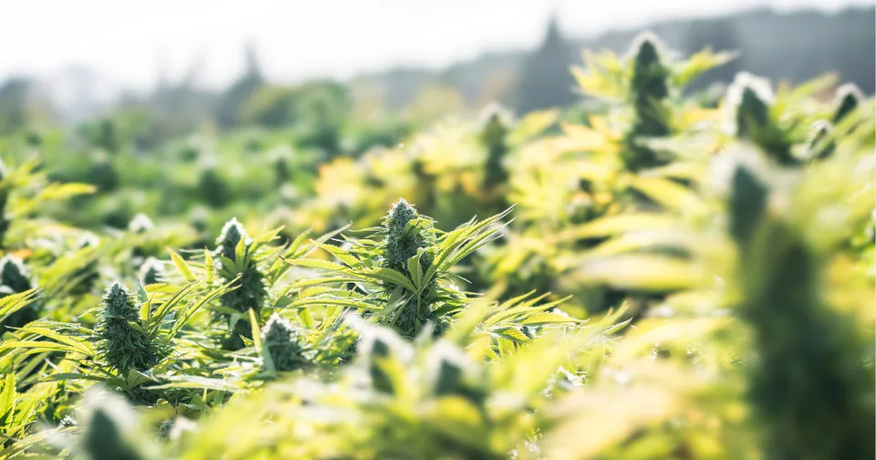 Sunlit green crop field with tall leafy plants swaying in the foreground