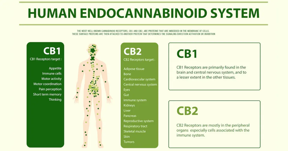 Infographic titled “Human Endocannabinoid System” with green CB1 and CB2 panels and a body silhouette.