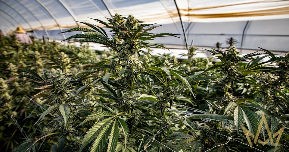 Dense cannabis plants growing inside a greenhouse with a translucent arched roof.