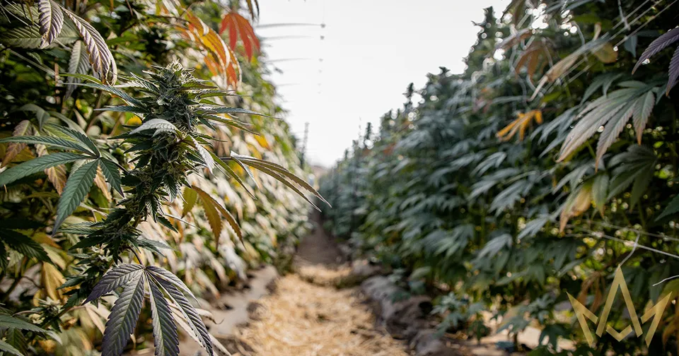 Rows of cannabis plants in a greenhouse aisle, with dense green leaves and some orange buds