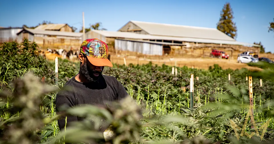 Person harvesting crops in a sunlit field, wearing a colorful cap and black shirt, with farm buildings in the background