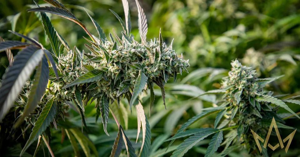 Close-up of cannabis plants with green buds and leaves growing outdoors in sunlight