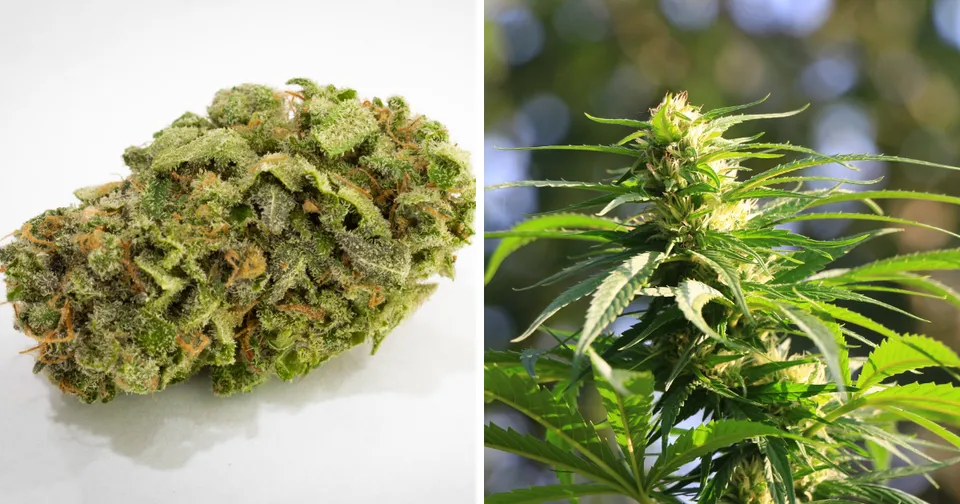 Close-up of cannabis bud beside a flowering cannabis plant with green leaves and white pistils